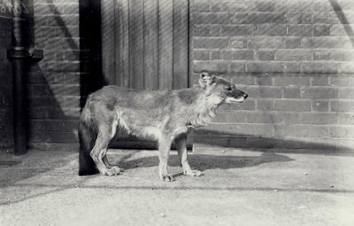 Sibirischer Wildhund oder Dhole im Londoner Zoo, Oktober 1916 von Frederick William Bond